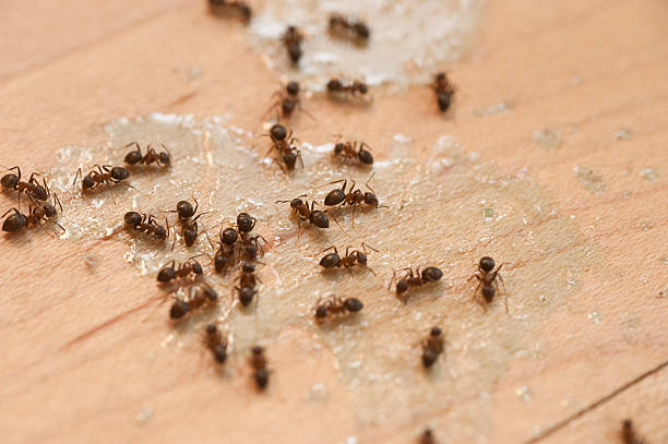 Wildlife Control Services in Oak Lawn, IL