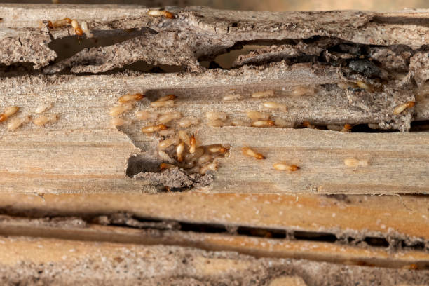 Best Insect Control  in Oak Lawn, IL