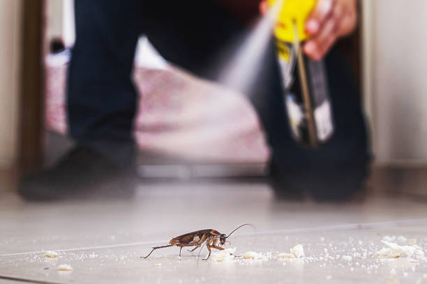 Best Pest Removal Services  in Oak Lawn, IL